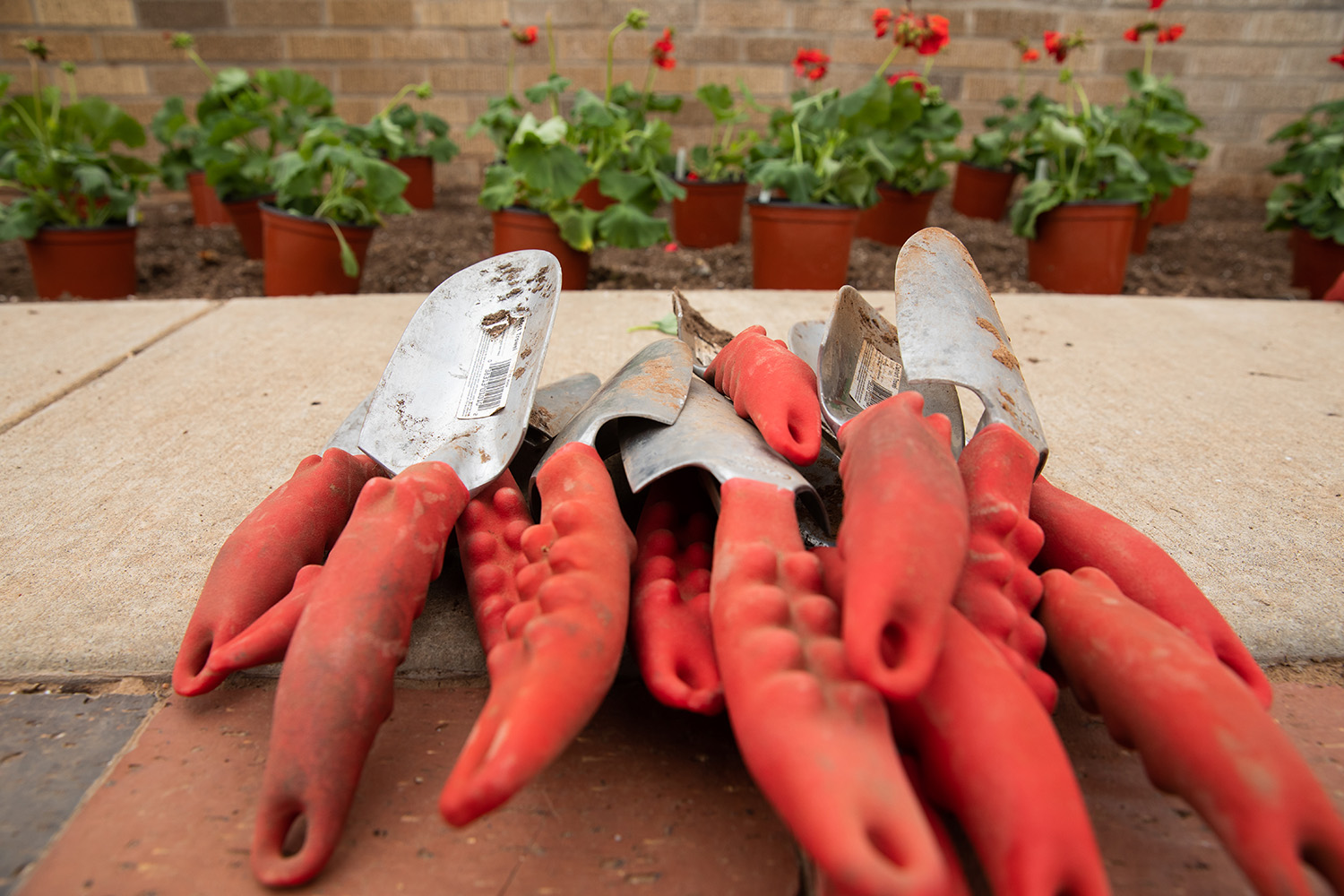 Texas Tech Plans Arbor Day Celebration TTU